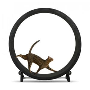 Marbenpets Rueda de ejercicios para Gatos
