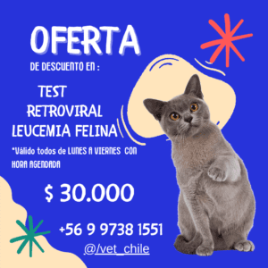 EXAMEN RETROVIRUS BIONOTE LEUCEMIA FELINA DE LUNES A SABADO EN VETERINARIA  $ 30.000 PESOS VET CHILE