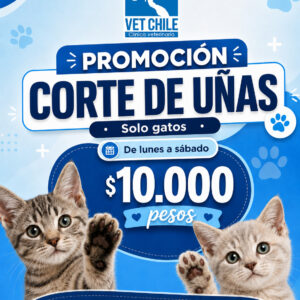 PROMOCION CORTE DE UÑAS  GATO  DE LUNES A SABADO EN VETERINARIA $ 10.000 PESOS VET CHILE