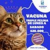 VACUNA TRIPLE FELINA  DE LUNES A SABADOS $ 20.000 PESOS VET CHILE