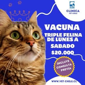 VACUNA TRIPLE FELINA  DE LUNES A SABADOS $ 20.000 PESOS VET CHILE
