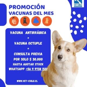 PROMOCION VACUNA ANTIRRABICA  + VACUNA OCTUPLE  CANINOS DE LUNES A SABADO EN VETERINARIA $ 30.000 PESOS VET CHILE