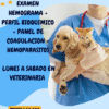 EXAMEN HEMOGRAMA + PERFIL BIOQUIMICO + PANEL DE COAGULACION + HEMOPARASITOS PARA GATOS DE LUNES A SABADO EN VETERINARIA $ 50.000 PESOS VET CHILE