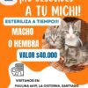ESTERILIZACIÓN FELINA SOLO DIAS JUEVES EN VETERINARIA  FELINOS MACHOS A $ 40.000 🌟🎉 FELINOS HEMBRAS  $40.000 🌟🎉 VET CHILE