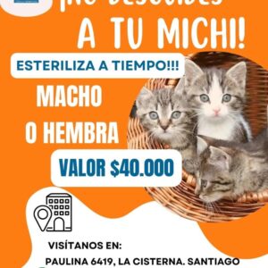 ESTERILIZACIÓN FELINA DE LUNES A VIERNES  EN VETERINARIA  FELINOS MACHOS A $ 40.000 🌟🎉 FELINOS HEMBRAS  $40.000 🌟🎉 VET CHILE