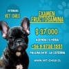 EXAMEN FRUCTOSAMINA DE LUNES A SABADO EN VETERINARIA $ 37.000 PESOS VET CHILE