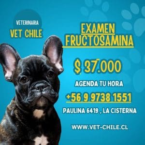 EXAMEN FRUCTOSAMINA DE LUNES A SABADO EN VETERINARIA $ 37.000 PESOS VET CHILE