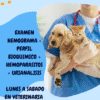 EXAMEN HEMOGRAMA + PERFIL BIOQUIMICO + HEMOPARASITOS + URIANALISIS DE LUNES A SABADO EN VETERINARIA $ 50.000 PESOS VET CHILE