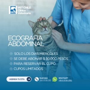 ECOGRAFIA ABDOMINAL  SOLO LOS DIAS MIERCOLES  EN VETERINARIA   A $50.000  VET CHILE