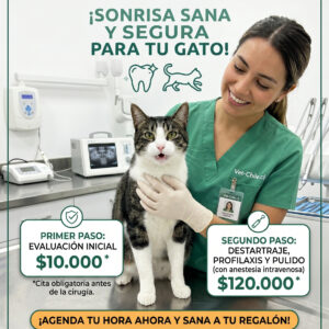 Destartraje y limpieza dental segura para  gatos con Anestesia Intravenosa $ 120.000