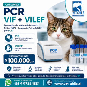 Examen PCR VIF + VILEF: Diagnóstico Avanzado para la Salud de tu Gato $ 100.000