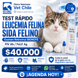 EXAMEN RETROVIRUS BIONOTE LEUCEMIA Y VIH FELINA DE LUNES A SABADO EN VETERINARIA  $ 40.000 PESOS VET CHILE