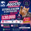 Esterilización o Castración Felina $30.000 antes $60.000 (precio regular)  📅 Promoción válida: del 1 al 31 de agosto