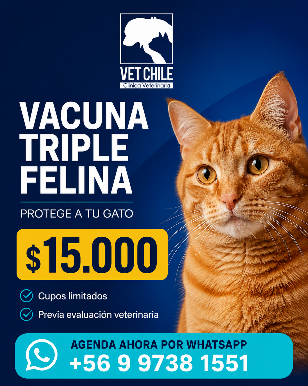 vet-chile-triple-felina-vendedora-1080x1350