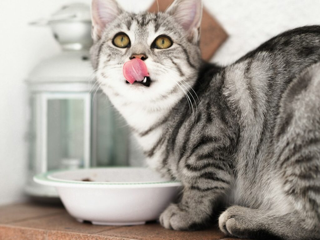 Gato junto a un recipiente de alimento para ilustrar una guía sobre alimentación felina