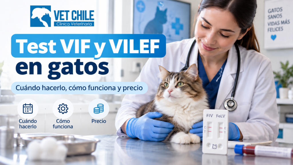 Test VIF y VILEF para gatos en Vet Chile La Cisterna