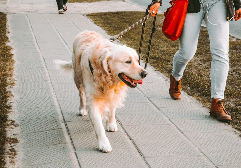 Persona paseando con un perro, imagen ilustrativa sobre tenencia responsable de mascotas